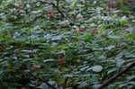 Scarlet beebalm